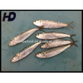 Supply Frozen Fish Sardine Seafood (Sardinella aurita)